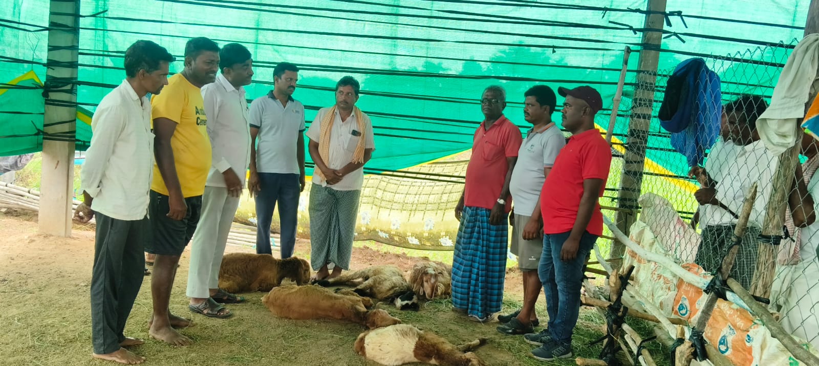 మాదన్నపేటలో వీధి కుక్కల బీభత్సం: 16 గొర్రెలు మృతి