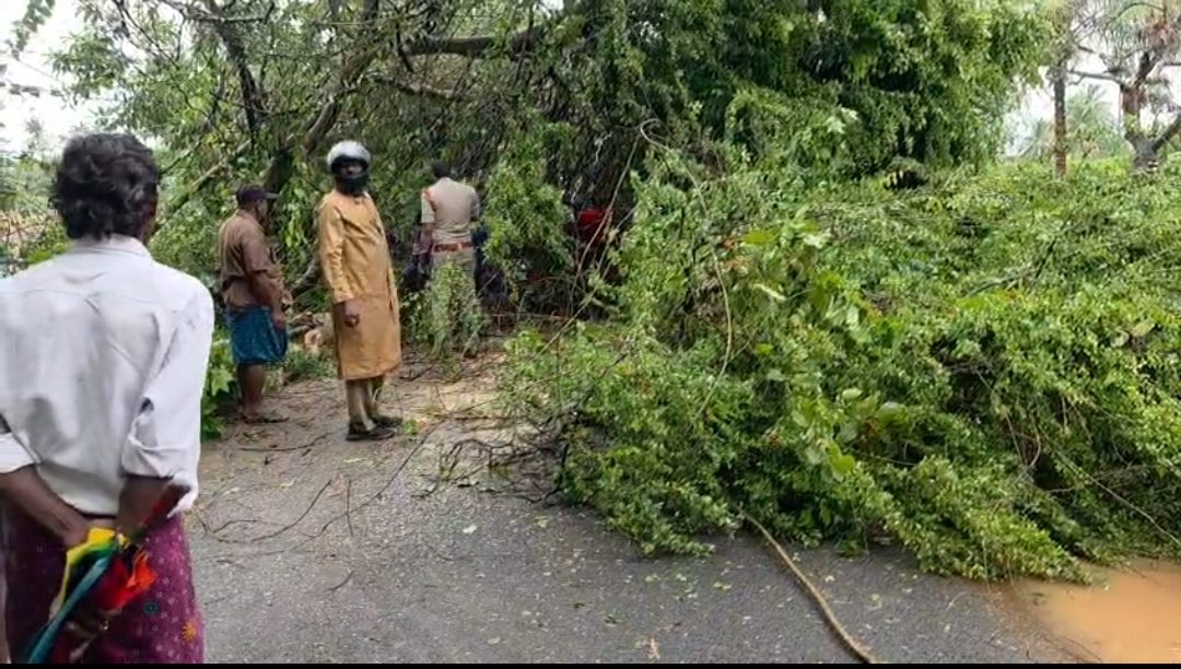 నేలకూలిన భారీ వృక్షాలు..